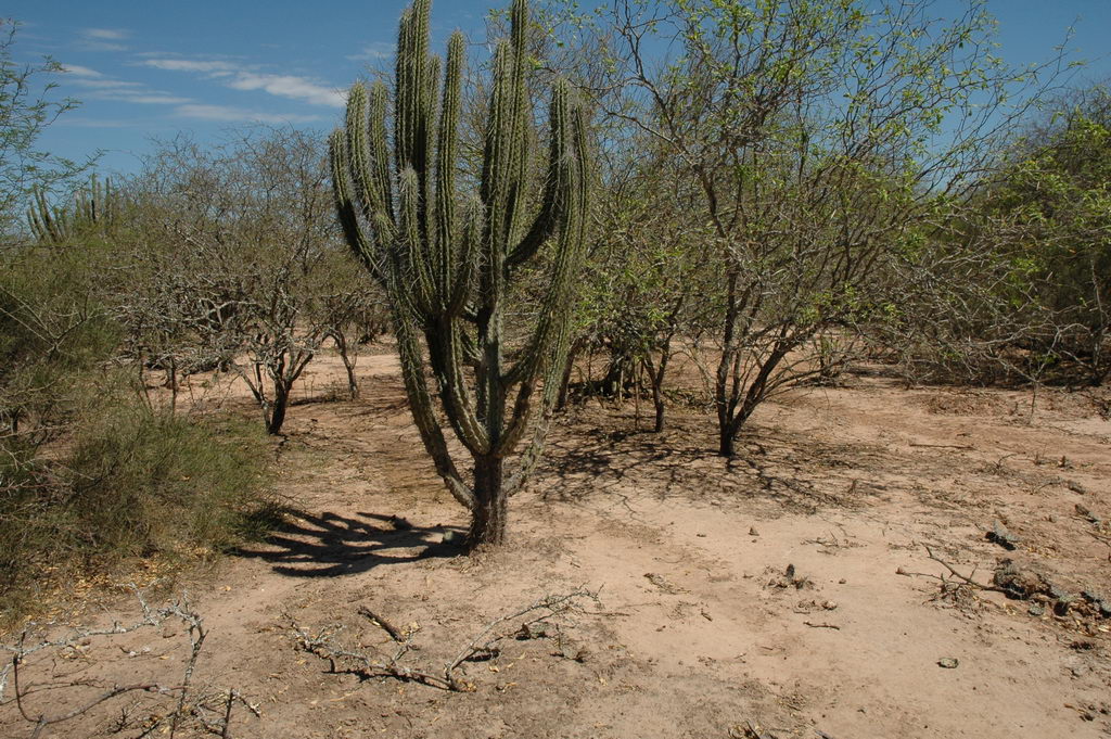 the Toothpick cactus